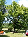 Linden tree with fountain Salmendingen.jpg