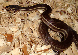 <i>Boaedon</i> Genus of snakes