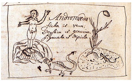 Linnaeus' original Andromeda drawing Linnaeus Andromeda.jpg