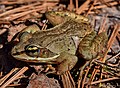 * Nomination Wood frog (Lithobates sylvaticus). --The Cosmonaut 00:16, 25 May 2020 (UTC) * Promotion Good quality. --Bgag 02:45, 25 May 2020 (UTC)