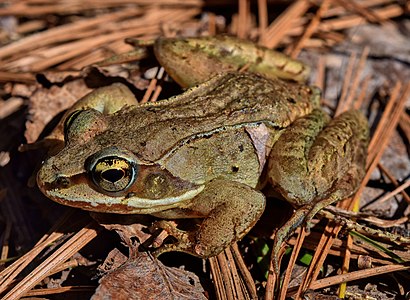 Wood frog