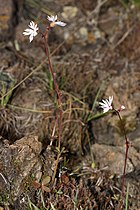   Lithophragma glabrum