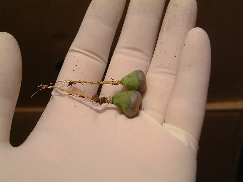 File:Lithops before Repotting - Dec. 2008 - (2).jpg