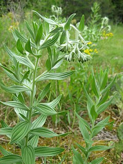 <i>Lithospermum molle</i> Species of flowering plant in the borage family Boraginaceae