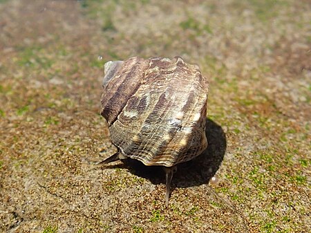 Littorina brevicula