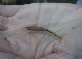 A Loach Minnow.jpg kép leírása.