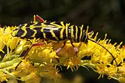 Adult on Solidago Locust borer wiki.jpg