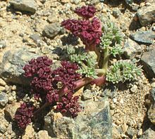 Lomatium cuspidatum.jpg