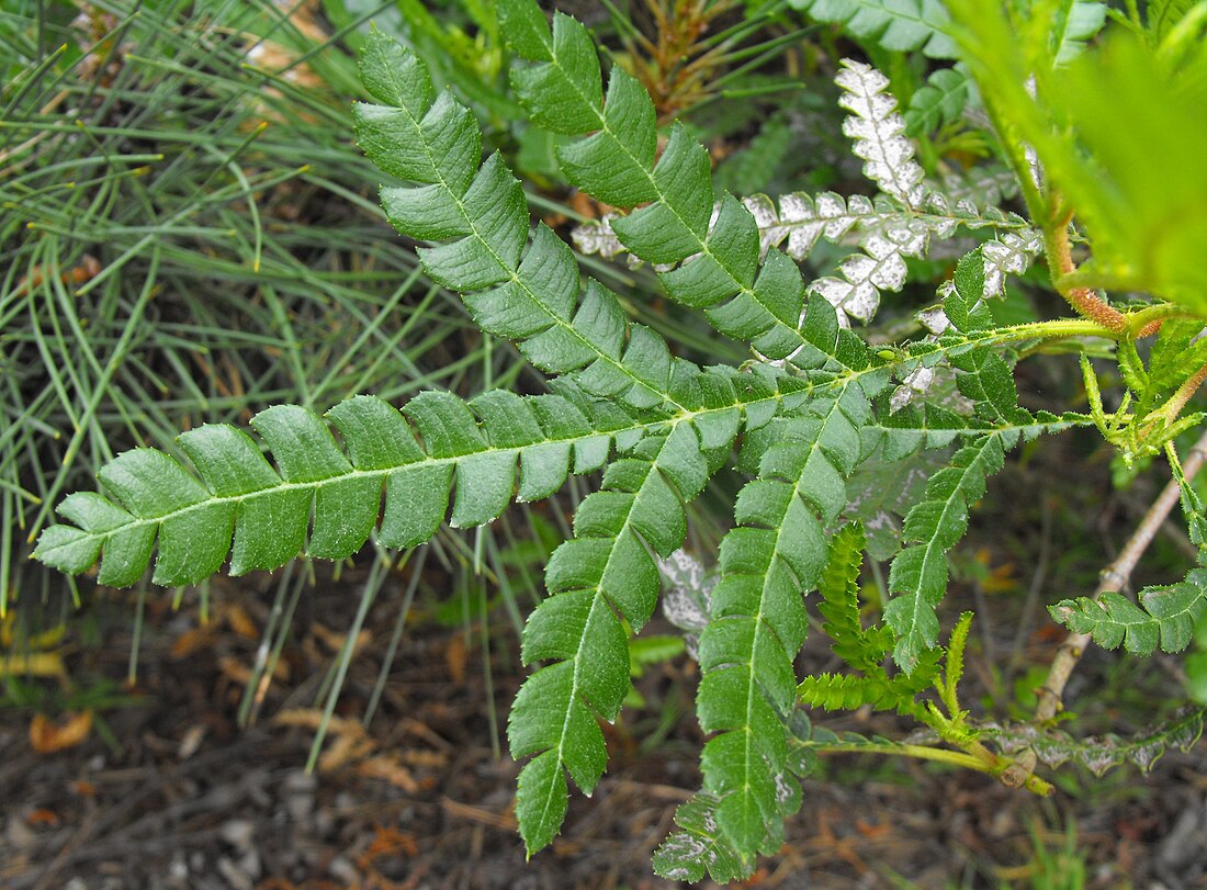 Lyonothamnus floribundus