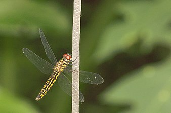 Little Bloodtail Lyriothemis acigastra female