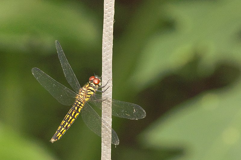 File:Lyriothemis acigastra female on Kadavoor.jpg