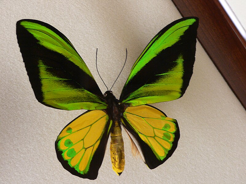 File:MP - Birdwing 8.jpg