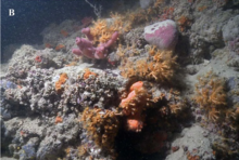 Image of a mesophotic coral reef containing diverse species of corals. MRC Corriero et al Scientific Report 2009 Figure 5B.png