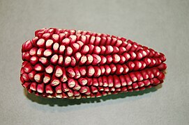 red Andean maize