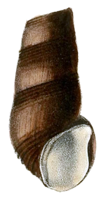 Drawing of apertural view of a shell (without some of top whorls) of Madagasikara madagascariensis. Madagasikara madagascariensis shell 2.png