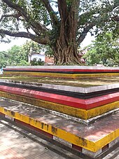 The Arayal Thara in front of Tiruvarkad Bhagavathy Temple (Madayi Kavu). Arayal in Malayalam is synonymous to Bodhi Tree or Pippallam Madayi Kavu Arayal Thara.jpg