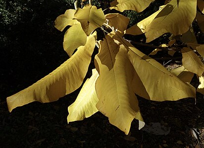 Magnolia macrophylla ssp. macrophylla leaves.jpg