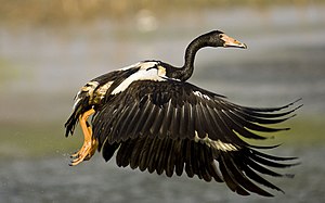 Anseranas Semipalmata: Especie de ave