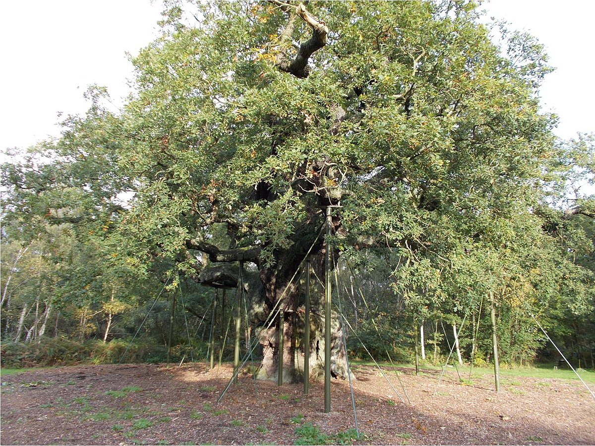 Major Oak  Wikipedia