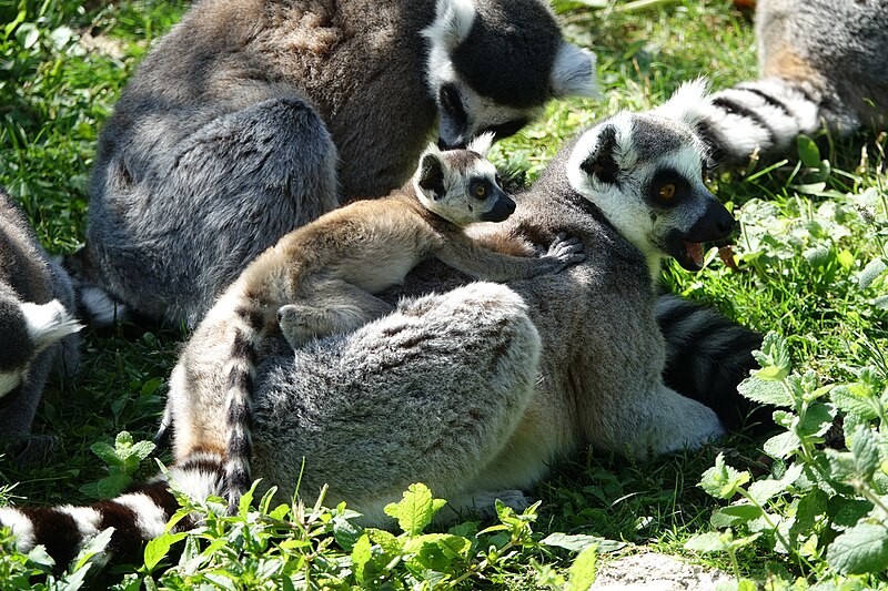 File:Maki catta et juvénile (Lemur catta).jpg