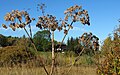 Čeština: Přírodní rezervace Malá Strana nedaleko města Lučany nad Nisou (část Horní Maxov) v Jizerských horách, okres Jablonec nad Nisou, ČR English: Nature reserve Malá Strana near Lučany nad Nisou (Horní Maxov) in Jizera Mountains, Jablonec nad Nisou District in Czech Republic