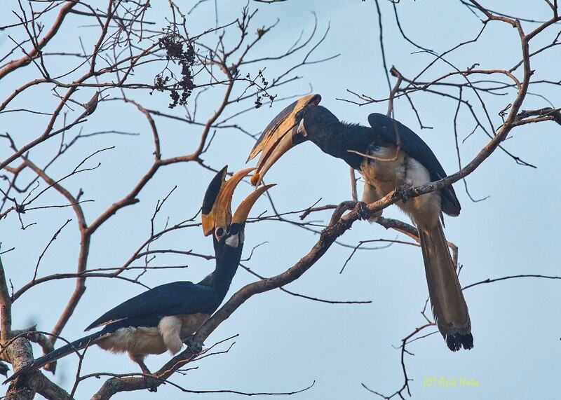 File:MalabarPiedHornbill Affection.jpg