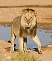 A male lion at a waterhole