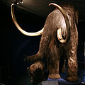 Mammoth mg 2805.jpg