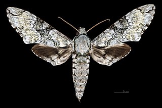 <i>Manduca vestalis</i> Species of moth