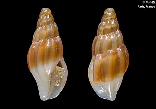 <i>Mangelia costata</i> Species of gastropod