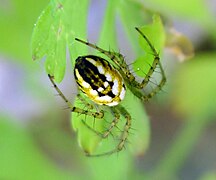 Mangora acalypha 02.jpg