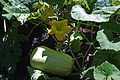 Manoir de Soisay 16e siecle (Orne) jardin BIO Cl J Weber04 (23049145184).jpg