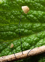 Thumbnail for Marasmius limosus