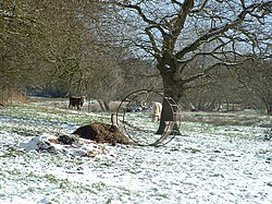 Rawa-rawa antara Blackheath (Wenhaston) dan Thorington - geograph.org.inggris - 74240.jpg