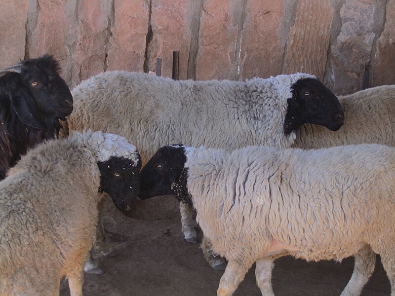 File:Marwari Sheep.JPG