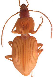 Mateuellus troglobioticus - ZooKeys-352-035-g004.jpg