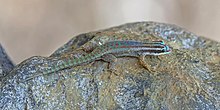 Mauritius ornate day gecko (Phelsuma ornata) 2.jpg