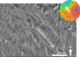 Medusae Fossae Formation