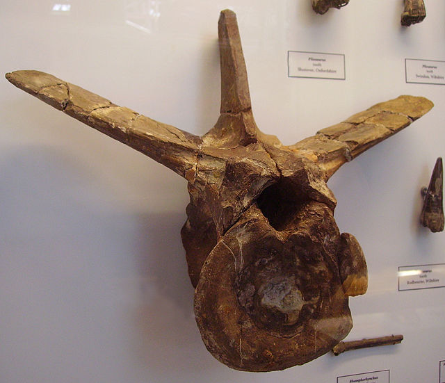 Referred tail vertebra, BMNH 9672. The top of its neural spine has broken off, which would have been about twice as long