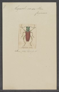 <i>Megascelis</i> Genus of leaf beetles