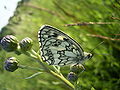 Melanargia galathea 0001.jpg, located at (13, 9)