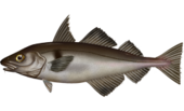 Illustration of a living Melanogrammus aeglefinus, or haddock Melanogrammus aeglefinus.png
