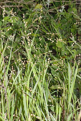 Melica uniflora fluy 80 05052007 2.jpg