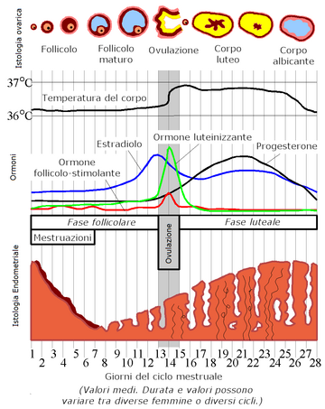 File:MenstrualCycle it.png