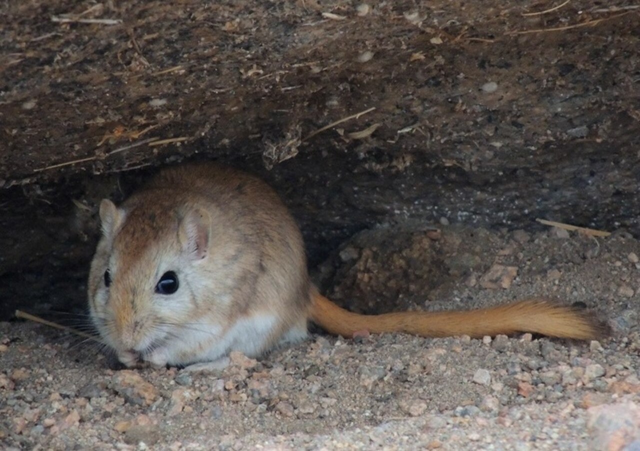 Полуденная Песчанка Meriones Meridianus