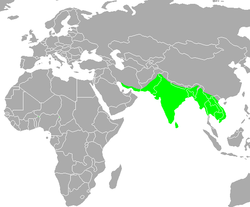 Merops orientalis distribution.PNG