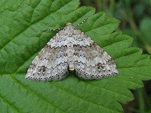 Mountain forest herb looser (Mesotype didymata), gray color variant