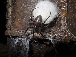 <i>Meta bourneti</i> Species of spider