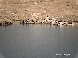 Migratory birds at Kaushalya dam, near Pinjor, Panchkula,Haryana, India(Dec. 2015)