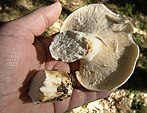 Broken stipe of a gilled mushroom with brittle flesh